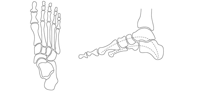 Illustration af mellemfod - Sahva